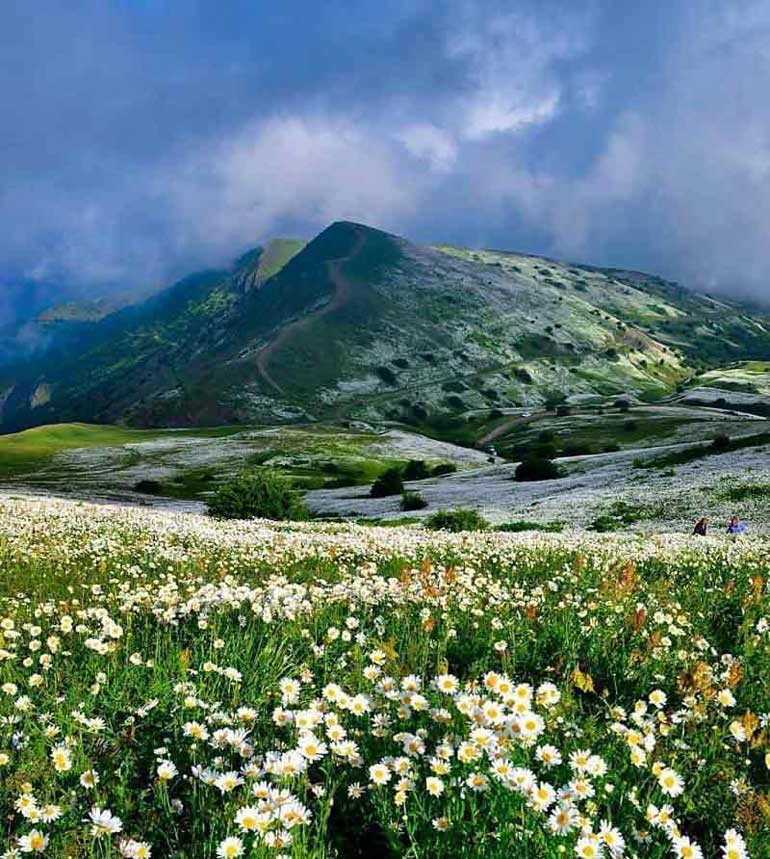 آشنایی با جنگل فندقلو