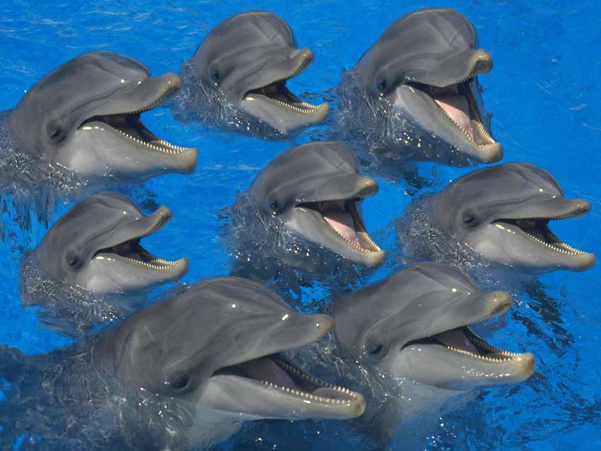 دیدنیهای کیش پارک دلفین ها